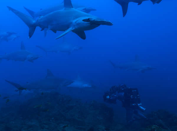 How a Shark-Themed Learning Event Is Helping Students See Ocean Predators Differently